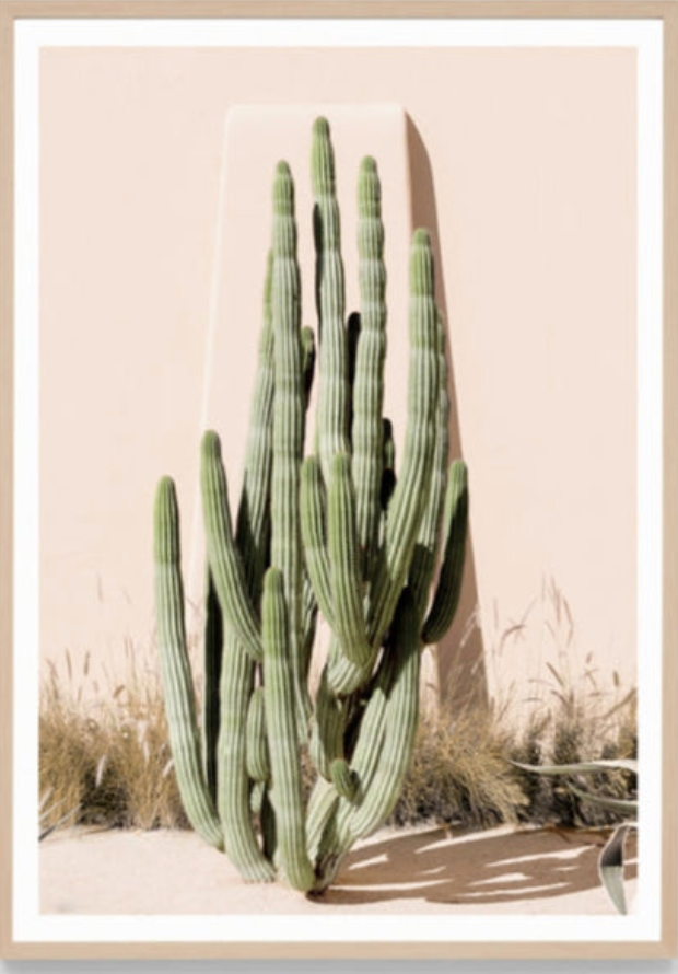 Californian Cactus